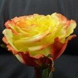 Rise N Sun Roses d'Equateur Ethiflora